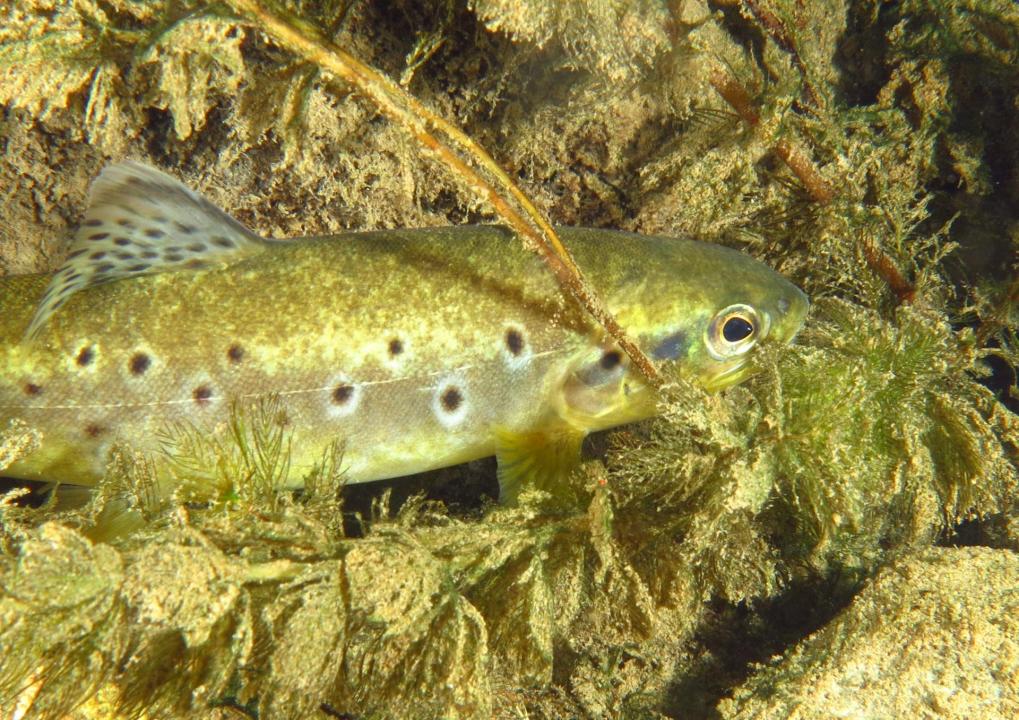 Trota Macrostigma 