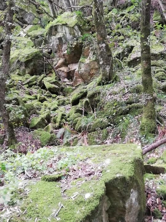 Bosco di Giambra 