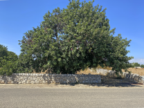 Albero di carrubbo