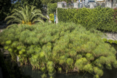 La ninfa Aretusa