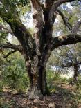 Bosco di Santo Pietro 