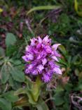 Orchidea Macchiata 