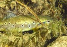 Trota Macrostigma 