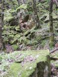 Bosco di Giambra 