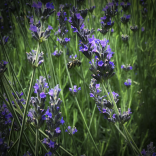lavanda