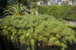 La ninfa Aretusa