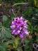 Orchidea Macchiata 