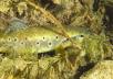 Trota Macrostigma 